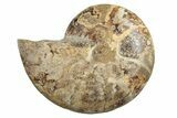 Jurassic Cut & Polished Ammonite Fossil (Half) - Madagascar #289317-1